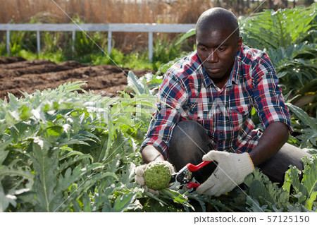 African man picking artichokes 57125150