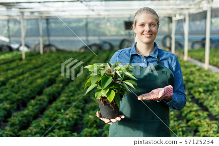 Woman working with poinsettia Woman working with poinsettia 57125234