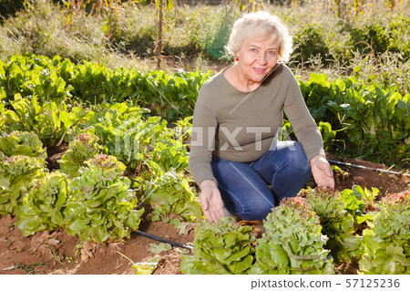 Woman controlling growing of lettuce in garden Woman controlling growing of lettuce in garden 57125236