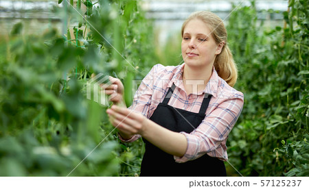 Young female horticulturist picking harvest of soybeans to basket Young female horticulturist picking harvest of soybeans to basket 57125237