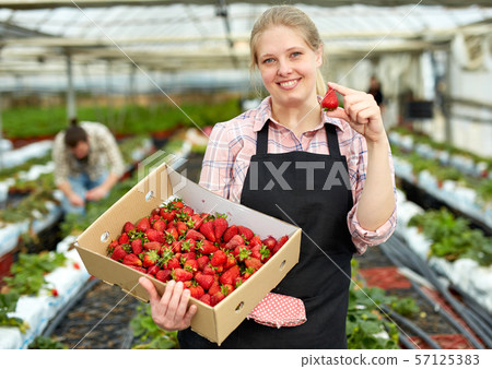 Female farmer with strawberry crop Female farmer with strawberry crop 57125383
