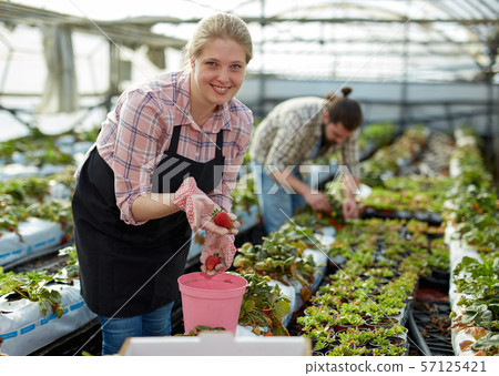 Satisfied woman showing harvest of strawberries 57125421