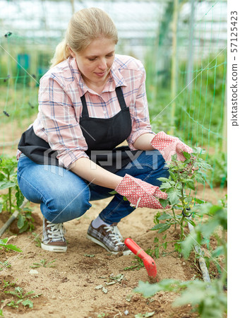 Female farmer cultivating tomatoes Female farmer cultivating tomatoes 57125423