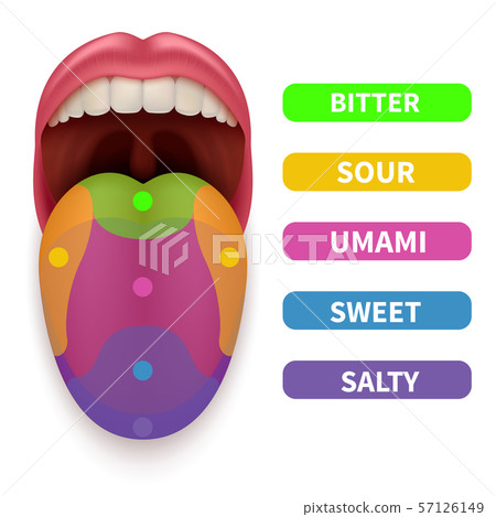 Realistic tongue with basic taste areas. Tasting map in human mouth vector illustration Realistic tongue with basic taste areas. Tasting map in human mouth vector illustration 57126149
