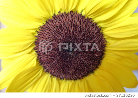 在日出之後盛開的黃色的花“Shirotae向日葵” 57126250