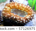 Bumblebee coral 57126975