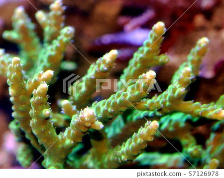 Middle Eastern 57126978