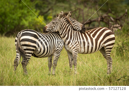 Two plains zebra lean on each other 57127128