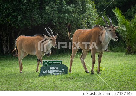 Two eland stand by sign on grass Two eland stand by sign on grass 57127142