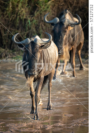 Two blue wildebeest cross river towards camera 57127152