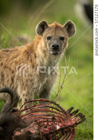 Spotted hyena stands over carcase eyeing camera Spotted hyena stands over carcase eyeing camera 57127178