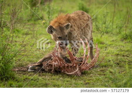 Spotted hyena stands gnawing ribs of carcase 57127179
