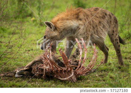 Spotted hyena stands gnawing ribcage of carcase 57127180