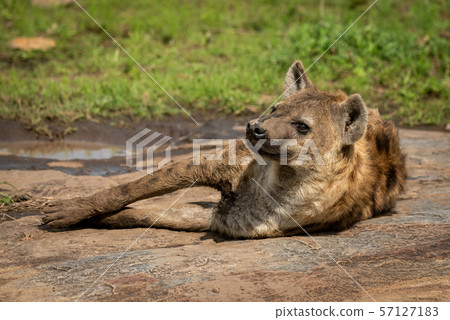 Spotted hyena lies on rock with catchlight 57127183
