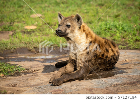 Spotted hyena lies on rock facing left 57127184