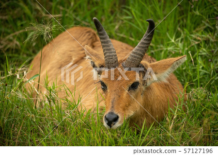 Reedbuck lies in long grass lowering head 57127196
