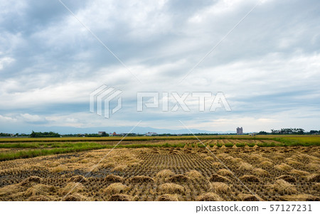 rice field harvest in Aaia 57127231