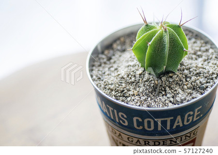 Cacti (General) Cacti (General) 57127240