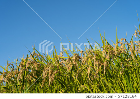 Ripe "Mizukami" and blue sky copy space Ripe "Mizukami" and blue sky copy space 57128164