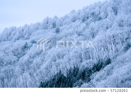 Mountain forest (winter) Mountain forest (winter) 57128261