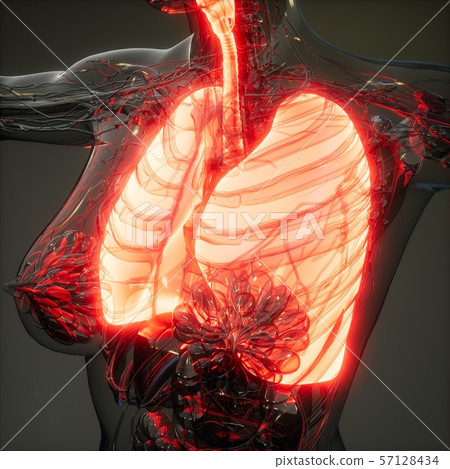 Human Lungs Radiology Exam Human Lungs Radiology Exam 57128434