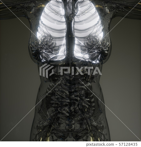 Human Lungs Radiology Exam Human Lungs Radiology Exam 57128435