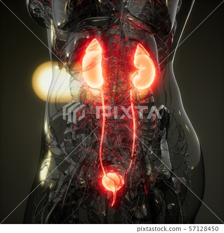 Science Anatomy Scan Of Human Kidneys 57128450