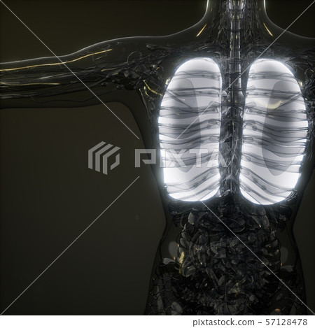 Human Lungs Radiology Exam Human Lungs Radiology Exam 57128478