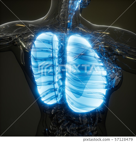 Human Lungs Radiology Exam Human Lungs Radiology Exam 57128479