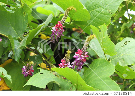 Kudzu 57128514