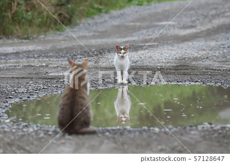 Two cats facing each other across a puddle Two cats facing each other across a puddle 57128647