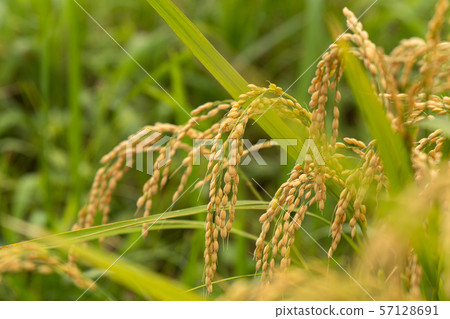 Close-up of Mizukami 57128691