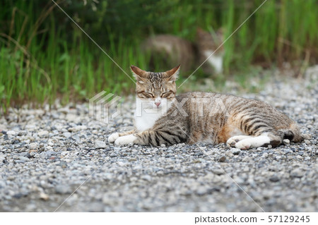 Wild cats taking a nap 57129245
