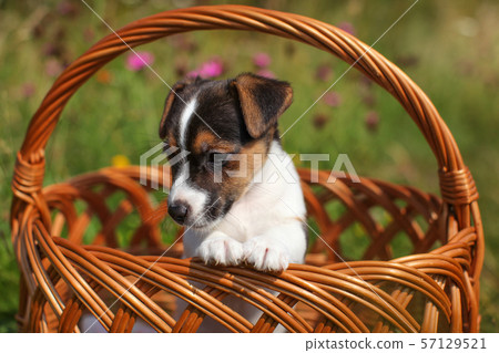 Two months old Jack Russell terrier puppy in Two months old Jack Russell terrier puppy in 57129521
