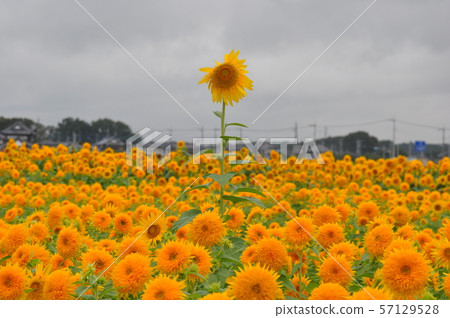 Sunflower poppo Sunflower poppo 57129528