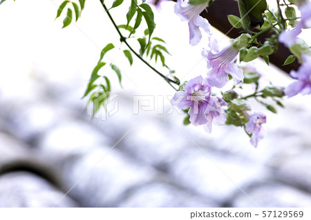 light violet flowers light violet flowers 57129569