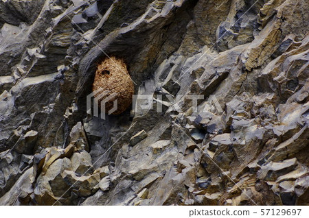 Beehive Beehive 57129697