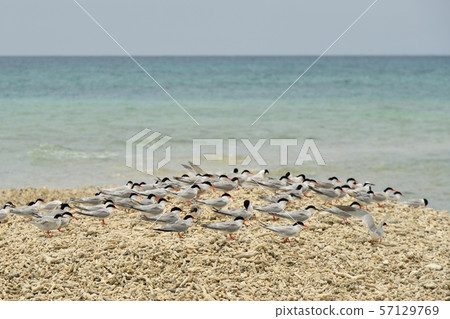單板燕鷗,歐文氏燕鷗,殖民地,繁殖地,幼鳥,候鳥,夏季鳥類,水鳥,海鳥 單板燕鷗,歐文氏燕鷗,殖民地,繁殖地,幼鳥,候鳥,夏季鳥類,水鳥,海鳥 57129769