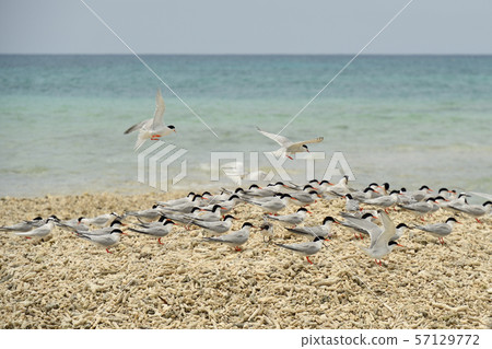 單板燕鷗,歐文氏燕鷗,殖民地,繁殖地,幼鳥,候鳥,夏季鳥類,水鳥,海鳥 單板燕鷗,歐文氏燕鷗,殖民地,繁殖地,幼鳥,候鳥,夏季鳥類,水鳥,海鳥 57129772