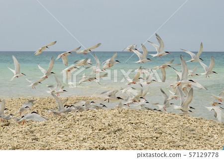 單板燕鷗,歐文氏燕鷗,殖民地,繁殖地,幼鳥,候鳥,夏季鳥類,水鳥,海鳥 單板燕鷗,歐文氏燕鷗,殖民地,繁殖地,幼鳥,候鳥,夏季鳥類,水鳥,海鳥 57129778