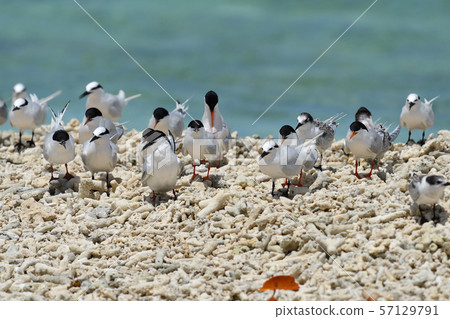 單板燕鷗，歐文氏燕鷗，殖民地，繁殖地，幼鳥，候鳥，夏季鳥類，水鳥，海鳥 57129791