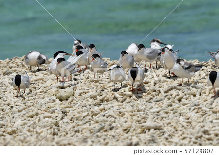 Veneered tern, Erwinia tern, colony, breeding ground, young bird, migratory bird, summer bird, water bird, seabird 57129802