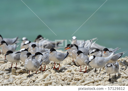 Veneered tern, Erwinia tern, colony, breeding ground, young bird, migratory bird, summer bird, water bird, seabird Veneered tern, Erwinia tern, colony, breeding ground, young bird, migratory bird, summer bird, water bird, seabird 57129812