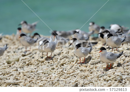 Veneered tern, Erwinia tern, colony, breeding ground, young bird, migratory bird, summer bird, water bird, seabird 57129813