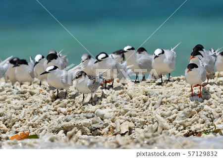 Veneered tern, Erwinia tern, colony, breeding ground, young bird, migratory bird, summer bird, water bird, seabird Veneered tern, Erwinia tern, colony, breeding ground, young bird, migratory bird, summer bird, water bird, seabird 57129832
