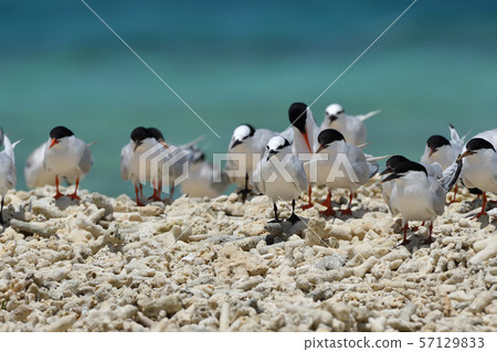 Veneered tern, Erwinia tern, colony, breeding ground, young bird, migratory bird, summer bird, water bird, seabird Veneered tern, Erwinia tern, colony, breeding ground, young bird, migratory bird, summer bird, water bird, seabird 57129833