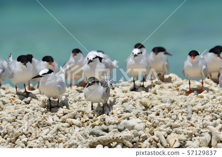 單板燕鷗,歐文氏燕鷗,殖民地,繁殖地,幼鳥,候鳥,夏季鳥類,水鳥,海鳥 單板燕鷗,歐文氏燕鷗,殖民地,繁殖地,幼鳥,候鳥,夏季鳥類,水鳥,海鳥 57129837