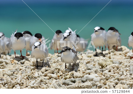 單板燕鷗,歐文氏燕鷗,殖民地,繁殖地,幼鳥,候鳥,夏季鳥類,水鳥,海鳥 單板燕鷗,歐文氏燕鷗,殖民地,繁殖地,幼鳥,候鳥,夏季鳥類,水鳥,海鳥 57129844