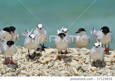 單板燕鷗，歐文氏燕鷗，殖民地，繁殖地，幼鳥，候鳥，夏季鳥類，水鳥，海鳥 57129856