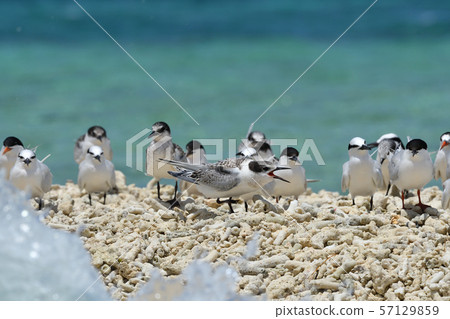 單板燕鷗，歐文氏燕鷗，殖民地，繁殖地，幼鳥，候鳥，夏季鳥類，水鳥，海鳥 57129859